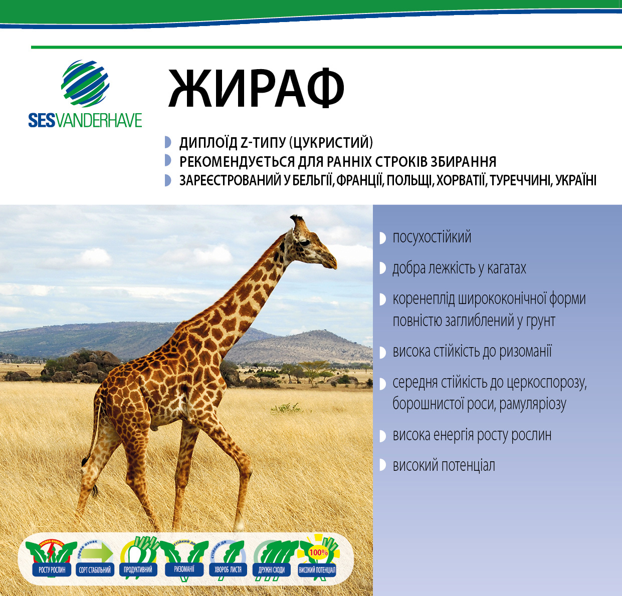 ЖИРАФ