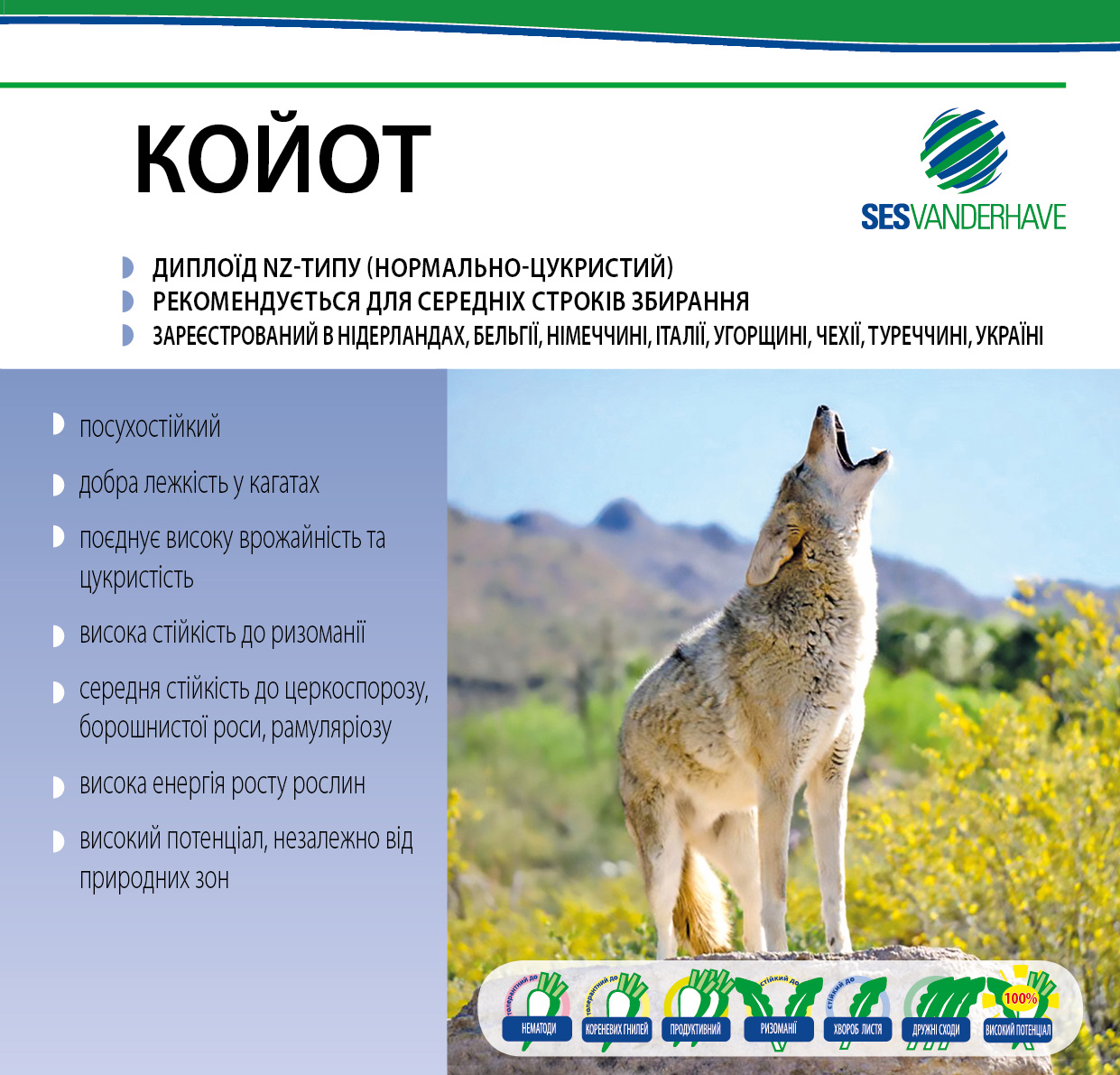 КОЙОТ