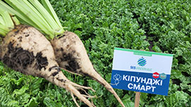 ЦУКРОВИЙ БУРЯК 2023