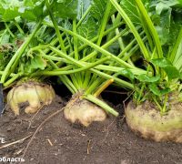 450-2021